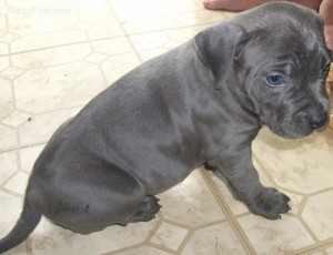 male and female American Pitbull puppies for adoption Image eClassifieds4u