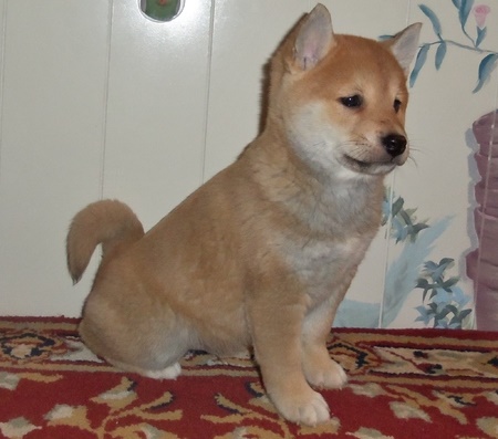 male and female Shiba inu Puppies. Image eClassifieds4u