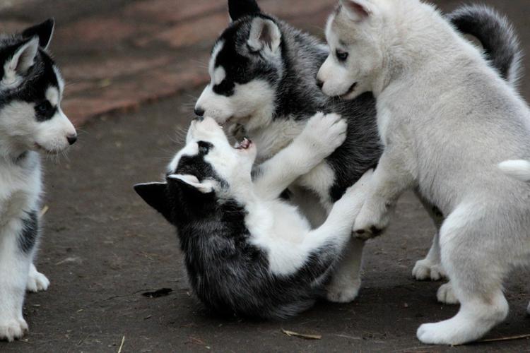 Siberian husky puppies available Image eClassifieds4u