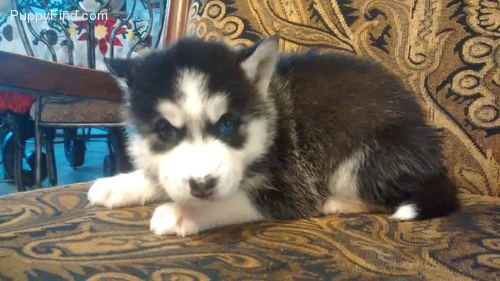 Siberian husky puppies available Image eClassifieds4u