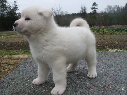 Stunning Japaneses Akita Puppy Image eClassifieds4u