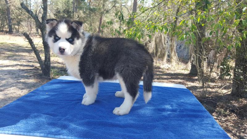 Sweet Siberian Husky Puppies Image eClassifieds4u
