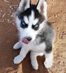 Well Trained Siberian Husky Image eClassifieds4u