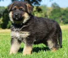 Beautiful german shepherd puppies