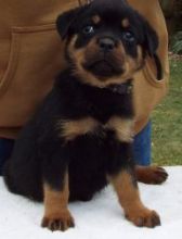 Gentle and cute Rottweiler Puppies For Sale