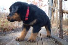 Healthy German Rottweiler Pups For Your protection