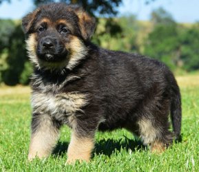 Beautiful german shepherd puppies Image eClassifieds4u
