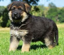 Beautiful german shepherd puppies Image eClassifieds4U