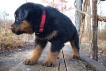 Pedigree Rottweiler Puppies For Sale. Image eClassifieds4U