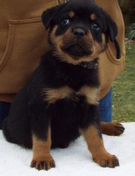rottweiler pups available for new home Image eClassifieds4u