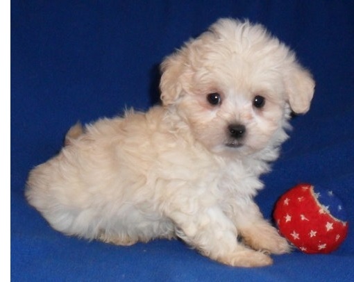 ****beautiful Kc Reg shih poo For sale Duty**** (peterknomer2012@gmail.com) (614 398 0887) Image eClassifieds4u