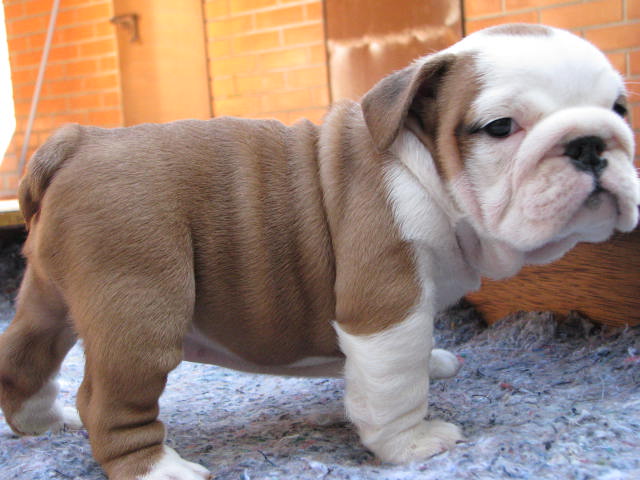 Cute Male and Female Bulldogs - Image eClassifieds4u