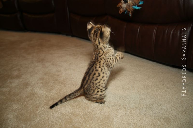 Home Raised savannah Kittens.(404) 947-3957 Image eClassifieds4u