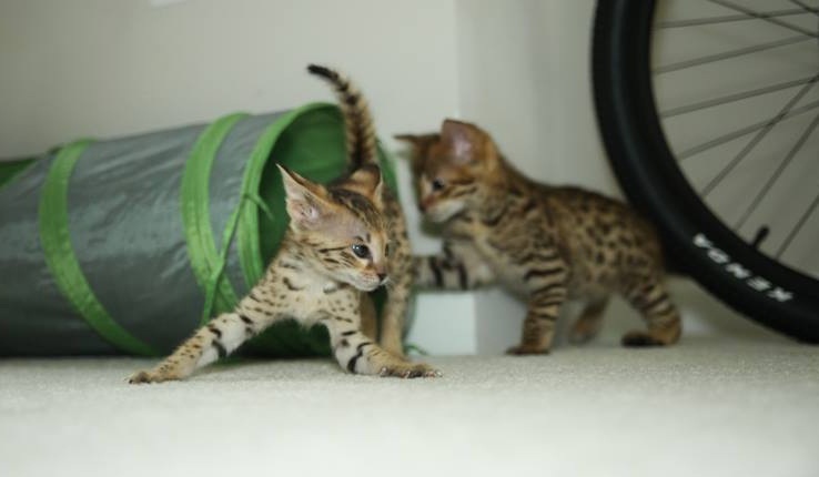 Stunning male and female F2 savannah kittens Available...(404) 947-3957 Image eClassifieds4u