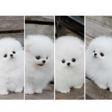 Best White Home Trained Pomeranian Puppy -