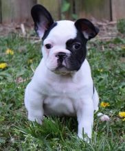 **cut and stunning French Bulldogs** (614 398 0887)