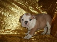 English Bulldog Puppies for sale contact Email : goldpuppy202@gmail.com