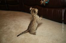 Home Raised savannah Kittens.(404) 947-3957