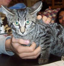 12 week old Savannah Kittens