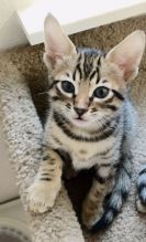 12 week old Savannah Kittens