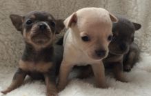 12 weeks old Chihuahua's 2 Puppies for Adoption (peterknomer2012@gmail.com) (614 398 0887)