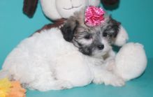 Absolutely Healthy Shih Poo Puppy 614) 398 0887