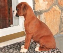Adorable outstanding Boxer puppies (peterknomer2012@gmail.com) (614 398 0887)