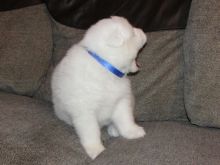 Adorable Samoyed Puppies