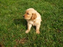 CKC Registered Golden Retriever Puppies//ak1029.920@gmail.com