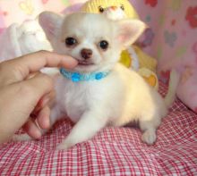 2/ Chihuahua Pups (half English Creme)/ak1.029.920@gmail.com