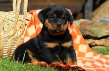 AKC quality Rottweiler Puppy for free adoption!!! (jupitaljackcine@gmail.com) (414 400 9984)