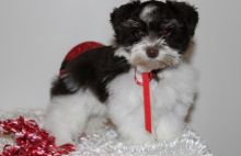 Akc registered Mini Schnauzer puppies (peterknomer2012@gmail.com) (614 398 0887)