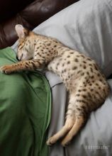 amazing Savannah Kitten...(404) 947-3957