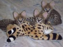 Beautiful, friendly, affordable savannah kittens for sale. We are the most professional quality Sava