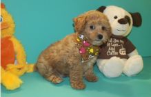 Beautiful Little Shih Poo Puppy - 614) 398 0887