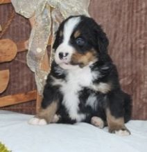 Beautiful Male and Female Bernese Mountain Puppies 614) 398 0887