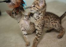 Beautiful pair of F2 Savannah kittens available.(404) 947-3957