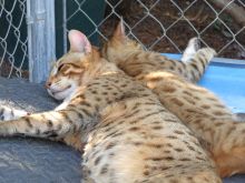 Beautiful Savannah and Serval Kittens!