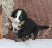 Black & Tan Bernese Mountain Puppy 614) 398 0887