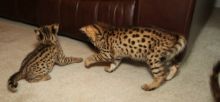 Bouncing litter of F2 Savannah kittens.(404) 947-3957