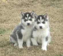 CKC Reg male and female siberian husky puppies for adoption