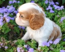 Cute Cavalier King Charles Spaniel puppies puppies (peterknomer2012@gmail.com) (614 398 0887)
