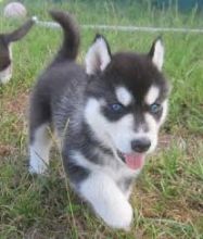 Extremely cute and adorable siberian husky puppies available to loving homes