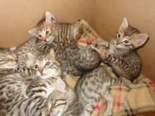 F1 Savannah cats for saleSavannah F3 Female 4 months