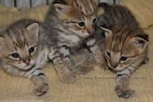 F1 Savannah male and fem kitten for sale for sale