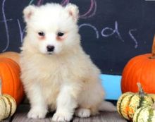 Gorgeous Samoyed puppies available (614) 398 0887 )