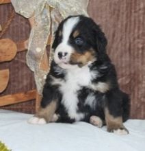 Healthy Male and Female Bernese Mountain puppies (( (614) 398 0887