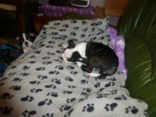 Home raised Boston Terrier puppies for rehoming (peterknomer2012@gmail.com) (614 398 0887)