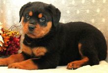 Home raised Rottweiler puppies for rehoming (414 400 9984)
