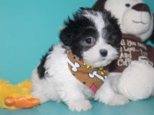 Home raised Shih Poo puppies for rehoming (614) 398 0887